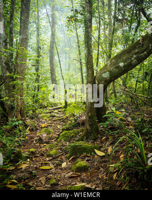 Le Parc National de la forêt de Sinharaja, Deniyaya, Province du Sud, Sri Lanka, Asie Banque D'Images