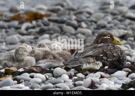 Les îles Falkland (Tachyeres brachypterus steamer duck) avec les poussins camouflé sur une plage de galets, des îles Malouines, l'Amérique du Sud Banque D'Images