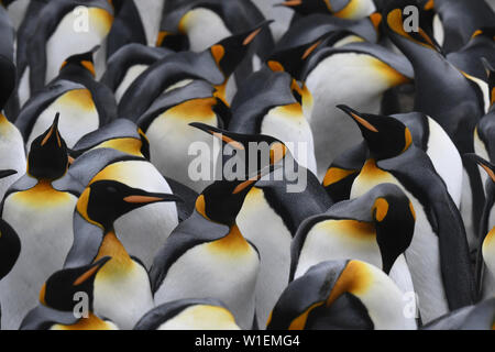 Close-up d'une masse de manchots royaux (Aptenodytes patagonicus) dans une colonie au point d'action bénévole, des îles Malouines, l'Amérique du Sud Banque D'Images