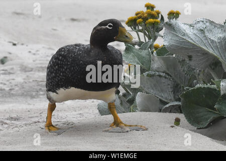 Les îles Falkland (Tachyeres brachypterus steamer duck) marcher parmi la végétation sur la plage de sable fin, des îles Malouines, l'Amérique du Sud Banque D'Images