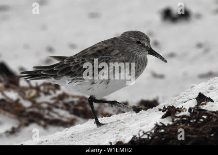 Bécasseau à croupion blanc (Calidris fuscicollis), un migrant sur de longues distances, de s'alimenter dans des dunes de sable, des îles Malouines, l'Amérique du Sud Banque D'Images