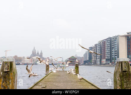 Amsterdam, Pays-Bas - mai 2019. Le vol et à l'article mouettes sur plate-forme en bois. Banque D'Images