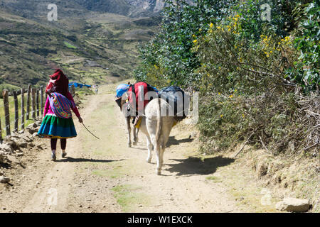 Vallée de l'Ishinca, Ancash / Pérou - 18. Juin 2016 : un transport local muleskinner arriero ou équipement d'escalade au camp de base de la Cordillera Blanca i Banque D'Images
