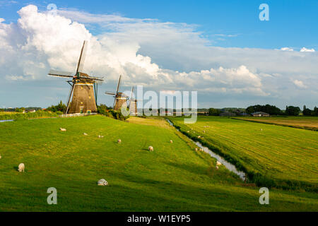 Ancien moulin à vent paysage avec ciel bleu nuages et des agneaux. Netherland Hollande Banque D'Images