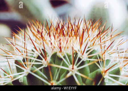 Résumé fond textuer de Cactus plante grasse Banque D'Images