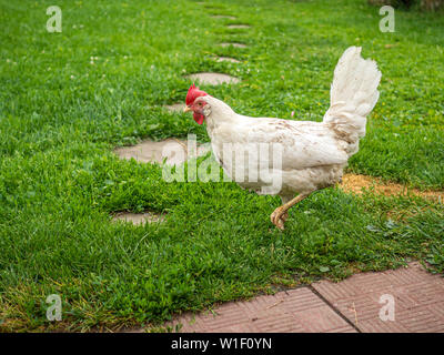 Blanc de poulet fines sale sur un jour nuageux après une pluie est à la recherche de nourriture dans l'herbe dans la cour. La vie des animaux dans le village. Banque D'Images