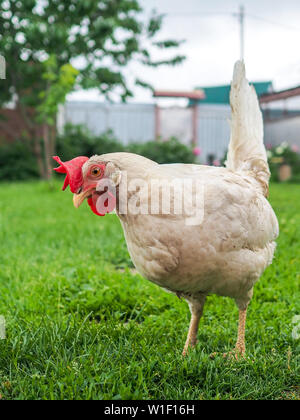 Blanc de poulet fines sale sur un jour nuageux après une pluie est à la recherche de nourriture dans l'herbe dans la cour. La vie des animaux dans le village. Banque D'Images