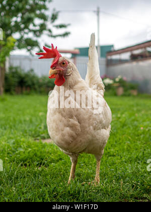 Blanc de poulet fines sale sur un jour nuageux après une pluie est à la recherche de nourriture dans l'herbe dans la cour. La vie des animaux dans le village. Banque D'Images