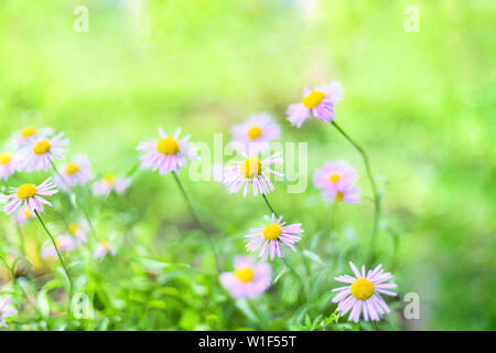 Belles marguerites , asters des Alpes en été dans un lit de fleur sur fond vert. Lavande violette fleurs aster alpin en jardin d'été Banque D'Images