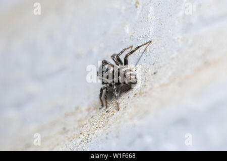 Une araignée de saut de zèbre mâle (Salticus scenicus) sur un mur blanc extérieur. Banque D'Images