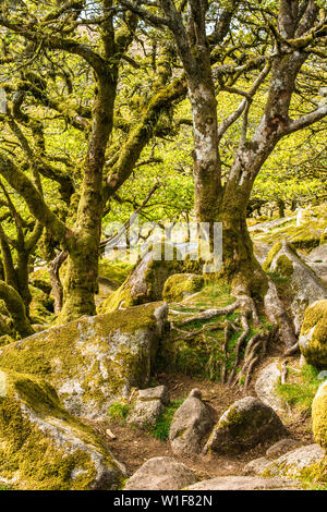 Chênes sessiles et moss en Wistman's Wood Devon Dartmoor England UK GB British Isles Banque D'Images