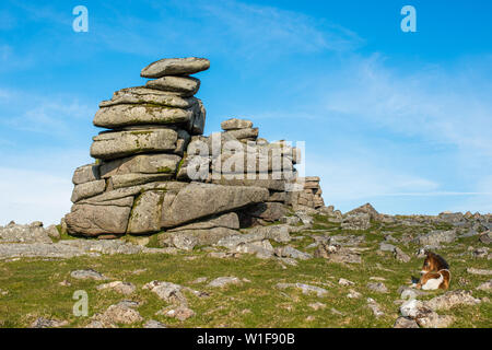 Poney Dartmoor poulain en face de Grand Tor discontinues, Devon, England, England, UK. Banque D'Images