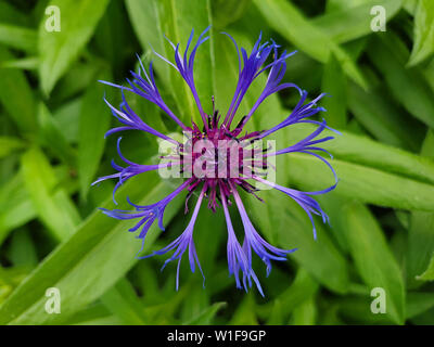 Close up de bleu, pourpre ou bleuet fleur bouton baccalauréat avec un fond vert, Centaurea cyanus. Banque D'Images