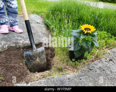 La plantation d'enfant sun flower. Le jardinage, les semis concept. Banque D'Images