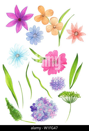 Illustration of watercolor drawing color set of wild flowers with leaves on an isolated white background Banque D'Images