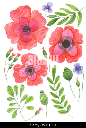 Illustration de l'aquarelle dessin du jeu de couleurs de fleurs sauvages avec des feuilles isolées sur un fond blanc Banque D'Images