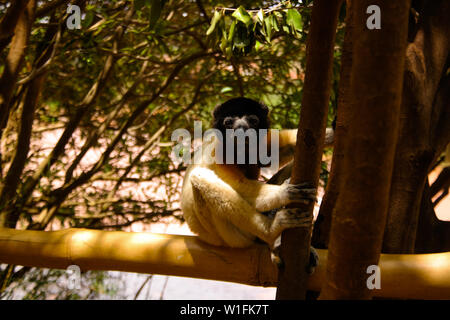 Portrait de l'Coquerel's sifaka Propithecus coquereli aka au parc de Lémuriens à Antananarivo, Madagascar Banque D'Images