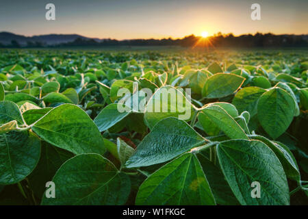 Champ de soja éclairées par le soleil matinal. L'agriculture de soja Banque D'Images