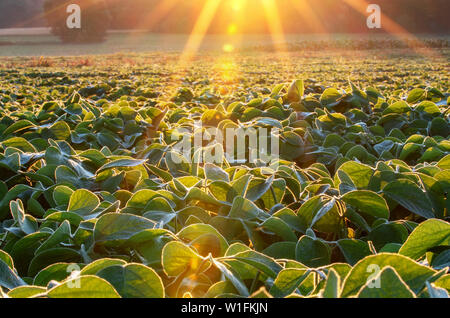 Champ de soja allumé par des faisceaux de lumière tôt le matin chaud Banque D'Images