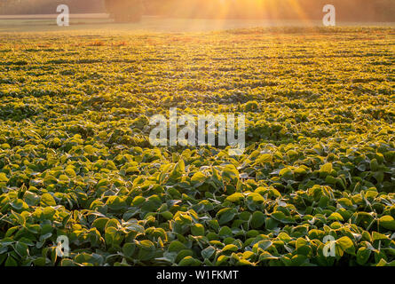 Champ de soja allumé par des faisceaux de lumière tôt le matin chaud Banque D'Images