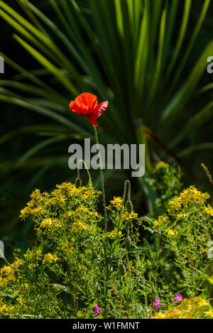 Papaver rhoeas. Pavot commun Banque D'Images