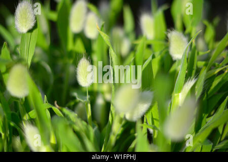 Close up of Bunny Herbe Lagurus ovatus Queue Banque D'Images