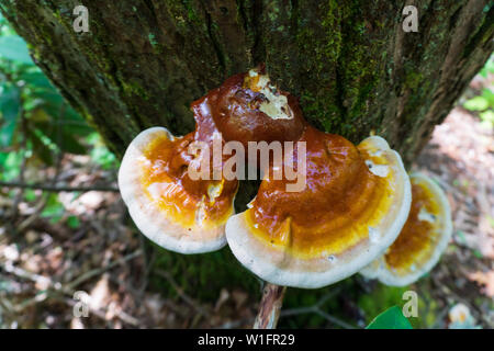 Le champignon Reishi (Ganoderma tsugae) poussant sur un arbre de la pruche à Asheville, NC. Ce champignon est prisée en herboristerie occidentale pour son équilibre immunitaire Banque D'Images