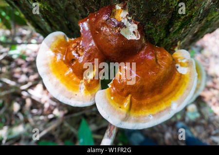 Le champignon Reishi (Ganoderma tsugae) poussant sur un arbre de la pruche à Asheville, NC. Ce champignon est prisée en herboristerie occidentale pour son équilibre immunitaire Banque D'Images