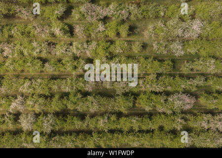 Vue aérienne de verger. Nature Paysage blooming apple orchard. Banque D'Images