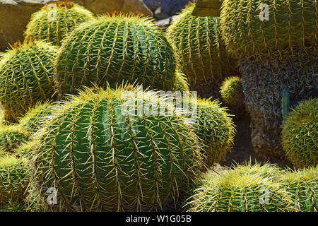 Cactus du désert de Mojave Banque D'Images