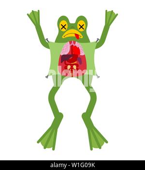 Grenouille d'anatomie. Les organes internes de crapaud. Préparation des amphibiens. Guide d'étude des zoologistes Illustration de Vecteur