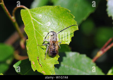 Eucera longicornis, bee Banque D'Images