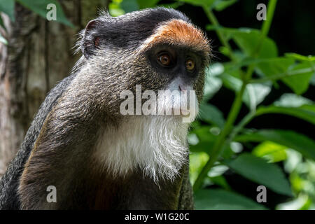 De Brazza (Cercopithecus neglectus monkey's) indigènes de l'Afrique Centrale Banque D'Images