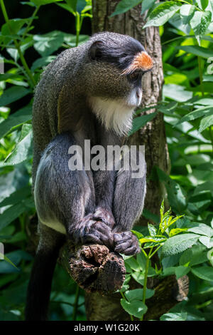 De Brazza (Cercopithecus neglectus monkey's) indigènes de l'Afrique Centrale au zoo Banque D'Images
