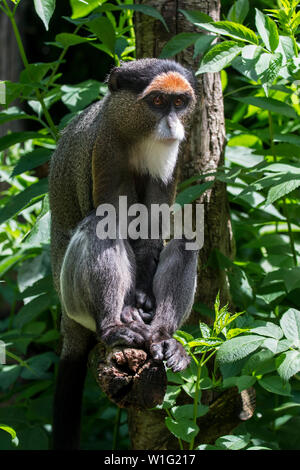 De Brazza (Cercopithecus neglectus monkey's) indigènes de l'Afrique Centrale au zoo Banque D'Images
