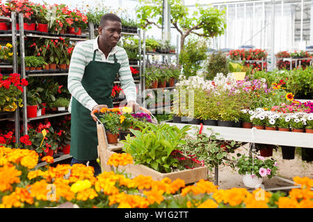 Marchande de fleurs afro-américaines exerçant son chariot avec différentes plantes en magasin. Service après-vente et livraison flower shop Banque D'Images