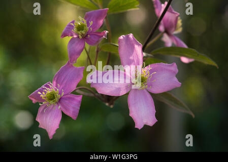 Close up image of Clematis montana rose grimpant sur une tonnelle. Banque D'Images