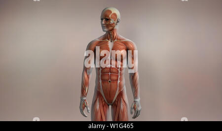 Anatomie musculaire Banque D'Images