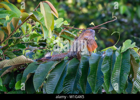 Iguane vert (Iguana iguana) au soleil sur un arbre dans la forêt éternelle des enfants au Costa Rica Banque D'Images