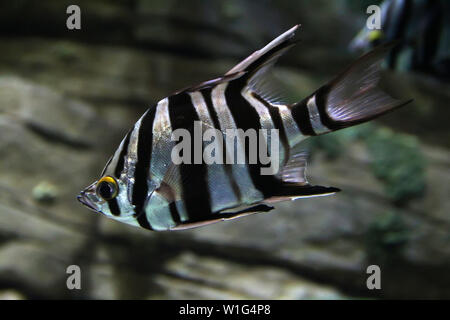 Vue rapprochée de l'Enoplosus armatus poisson. Banque D'Images