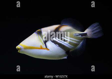 Vue rapprochée d'une lagune triggerfish sur fond noir. Banque D'Images