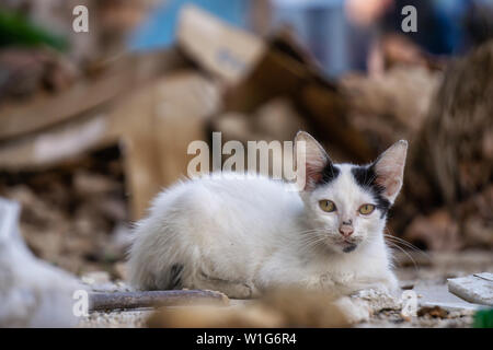 Sans-abri, sale petit chat chat dans les rues de la vieille ville de La Havane, capitale de Cuba, au cours d'une journée ensoleillée. Banque D'Images