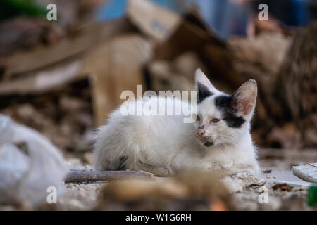 Sans-abri, sale petit chat chat dans les rues de la vieille ville de La Havane, capitale de Cuba, au cours d'une journée ensoleillée. Banque D'Images