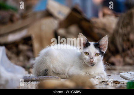 Sans-abri, sale petit chat chat dans les rues de la vieille ville de La Havane, capitale de Cuba, au cours d'une journée ensoleillée. Banque D'Images