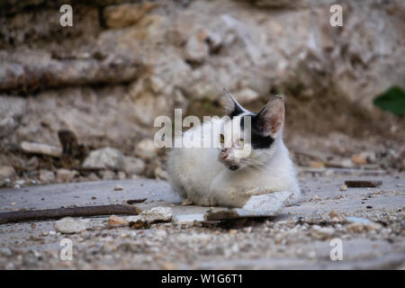 Sans-abri, sale petit chat chat dans les rues de la vieille ville de La Havane, capitale de Cuba, au cours d'une journée ensoleillée. Banque D'Images