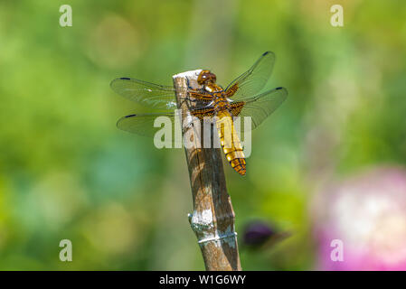 Une femme à corps large chaser dragonfly (Libellula depressa), exercer, Hampshire, Royaume-Uni Banque D'Images