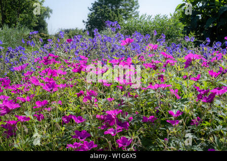 Magenta et Bleu hardy geraniums (cranesbills), Beth Chatto garden, Elmstead, Colchester, Suffolk, UK Banque D'Images