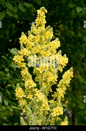 Koenigskerze Grossbluetige,, Verbascum densiflorum, Banque D'Images