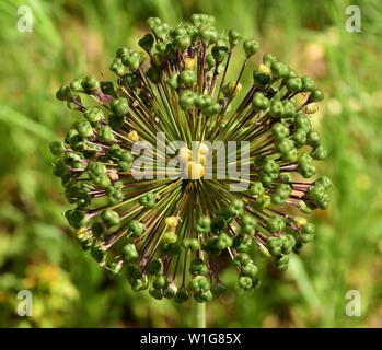 Libre de bulbilles d'Allium. Banque D'Images