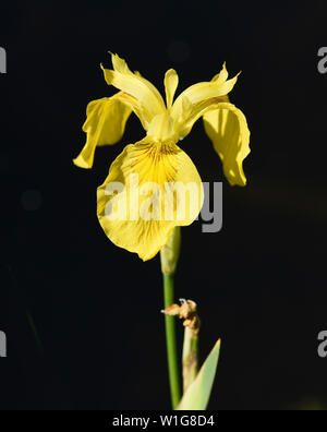 Sumpfschwertlilie, Iris pseudacorus, Banque D'Images